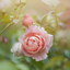 rose-et-dragon