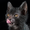 Lykoi Cats...the 