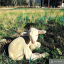 paintedgoat avatar