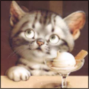 cutecatpictures avatar