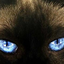 felinefaytale2