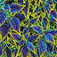 iridescentchronos