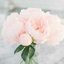 poshypink