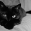 kitten-by-night