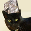 tin-hatting-all-the-way-blog