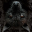 black-bats