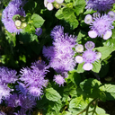 landscapedude:  Buckeye nuts 