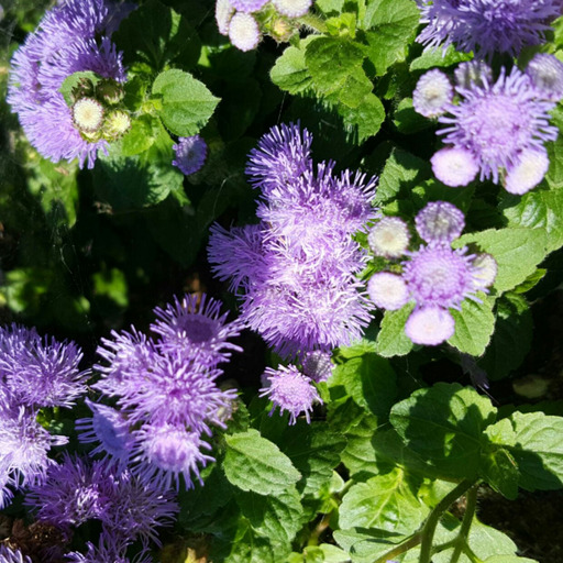 landscapedude:  Buckeye nuts 