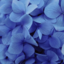 spellflowers
