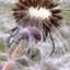 garden-of-thought
