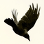 icecourt-crows