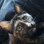the-vegan-cat