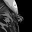 shadowbirdsitu-archive