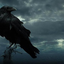 ravensnight
