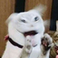 some-weird-cat11037-blog