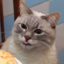 cat-pancakes