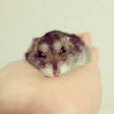 r-cake:  一心不乱・脇目も振らず・一目散・舐めさわら   #hamster