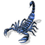 indigoscorpion