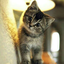 billu916