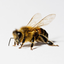 bumble-buzzzzzz