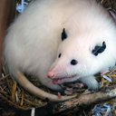 xavanteros: Morgan the  Opossum assuring me she’s quite healthy and ready to run around outside again, but preferring the familiarity of my hoodies