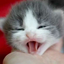 cutiepheonix