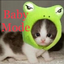 kitten-creme
