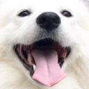 cloudthesamoyed:  👀