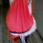 mariadm6
