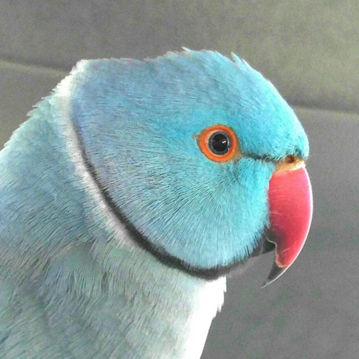 apairofsillies:  buddy-berry:  “Share?” “no” “shaRE?!” “NO NO NO!”  commanderholly  I think of you whenever cute birb stuff shows up on my dash now. 