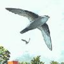 chimney-swift avatar