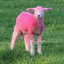 madsheep000