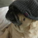 pug-chronicles:  Okay weirdo…  It can’t