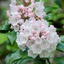 kalmia1972