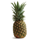 pineapples-are-berries avatar