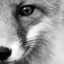 bloodthirstyfox