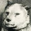 pavlovpuppy