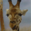dafooz-blog
