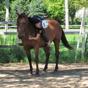 5 Mottos in Life Explained by Equestrians