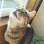 meowcrazycatladymeow