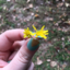 cloverseed