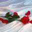 rosedered-blog