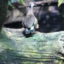 birds-and-friends-blog