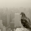 avian-secretary