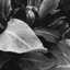 namelesssb-blog
