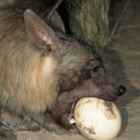 foolish-hyena:  Hyenas are adorable, so I’d figure you all could use another video