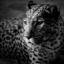 madforwildlife-blog