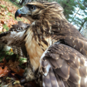 chasingthehawk:  andthentherewasarat:  Falco peeps  Love the little peeps ❤️