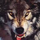 antimonywolf avatar