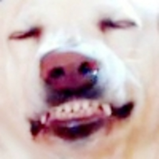 dogwise:dogwise:Springtails should be the size of cats and huggable I just know he would be soft and snuggly 
